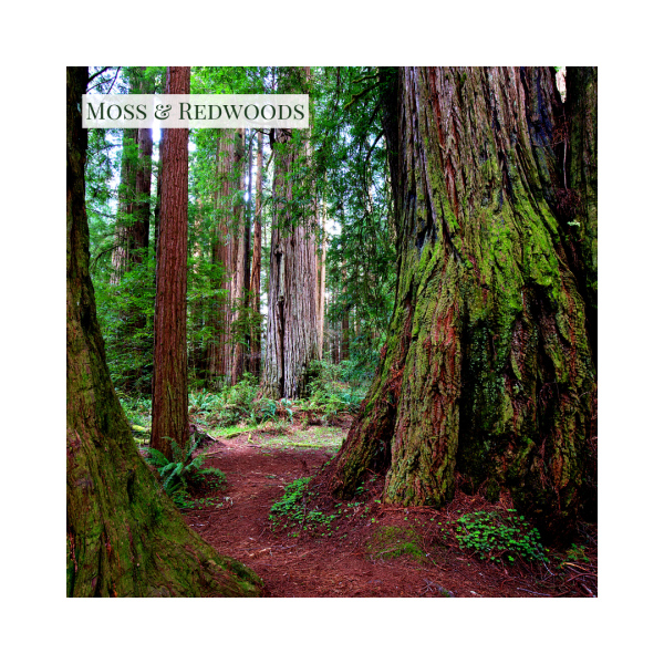 Moss & Redwoods - Wax Melts Online Hot Sale