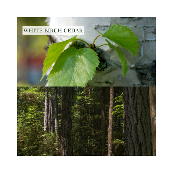 White Birch Cedar - Linen & Room Spray Hot on Sale