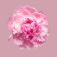 Peony - Candle Cheap