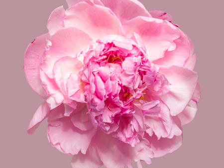 Peony - Linen & Room Spray For Sale