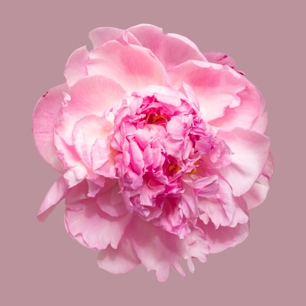 Peony - Linen & Room Spray For Sale